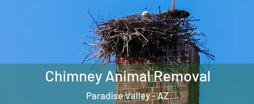 Chimney Animal Removal Paradise Valley - AZ