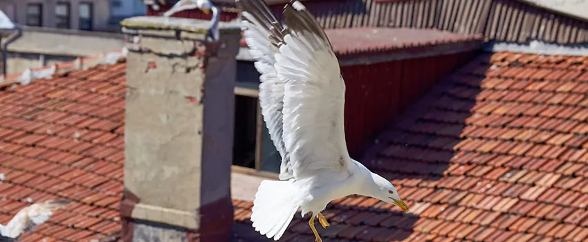 Residential Chimney Animal Removal Solution in Central City, AZ